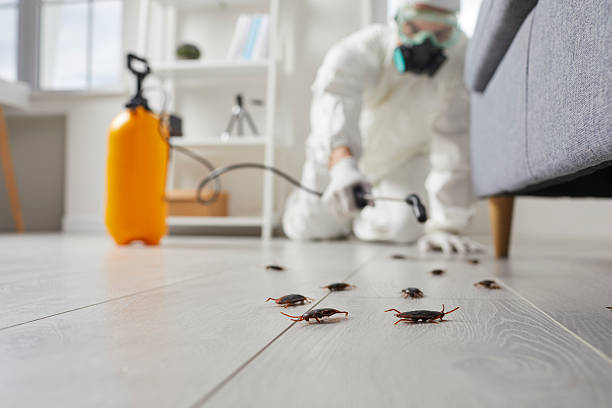 Post-Treatment Bed Bug Interceptor Monitoring in Rossville